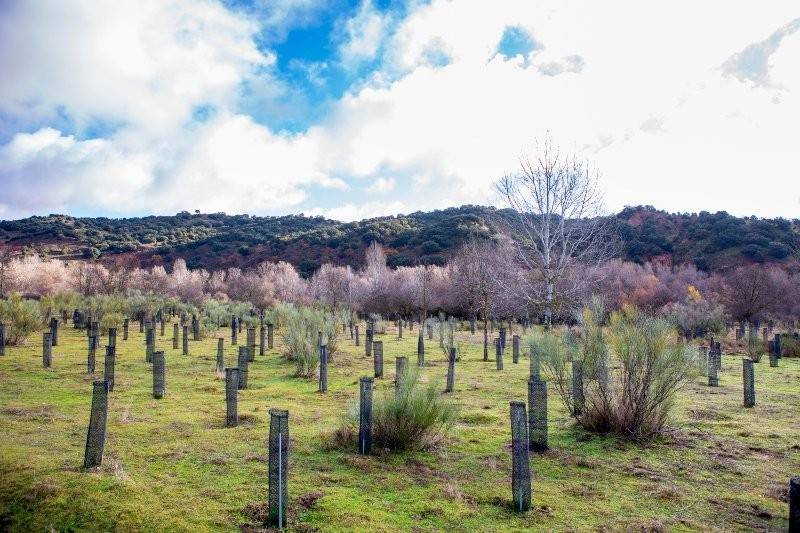 Reforestación desarrollada en Torremocha de Jarama (Madrid) por Sylvestris, con el impulso de Fundación Repsol