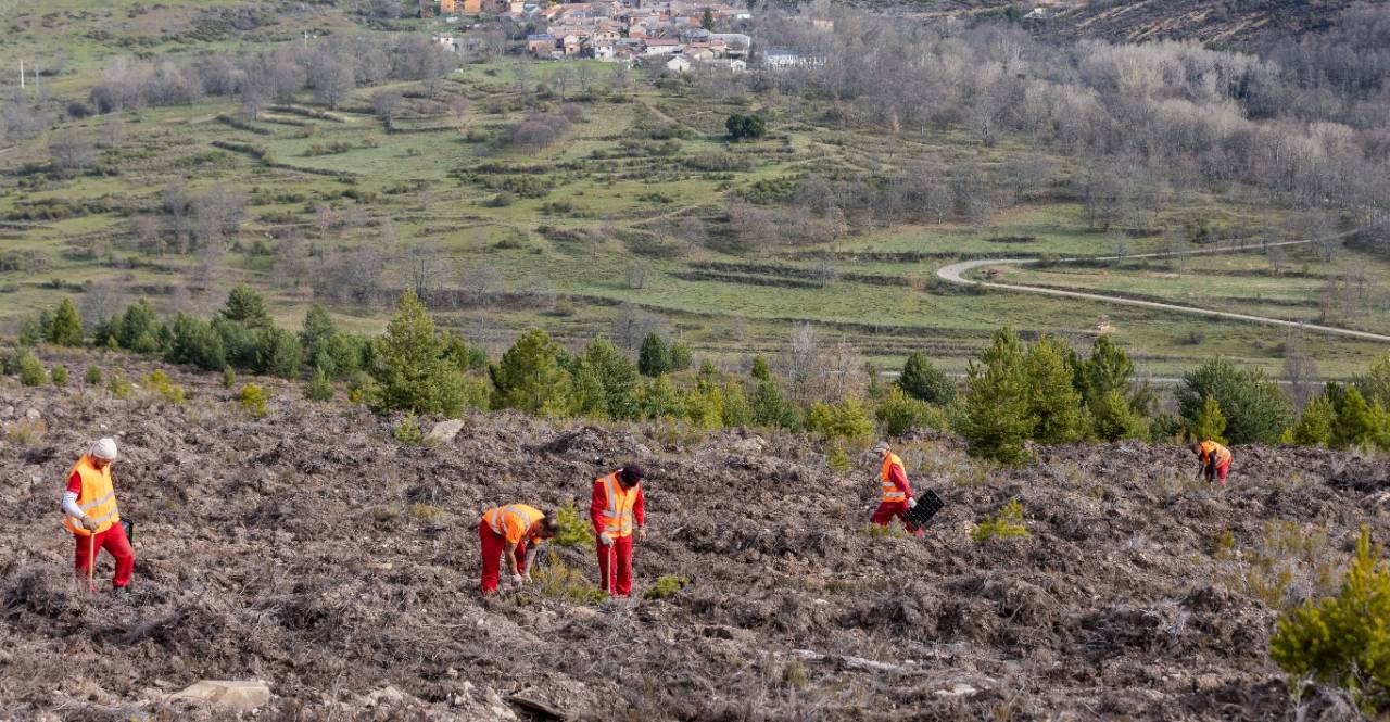 Several workers lead reforestation efforts in a valley