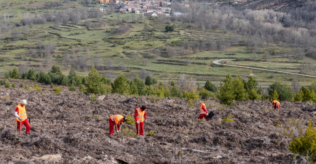 Several workers lead reforestation efforts in a valley