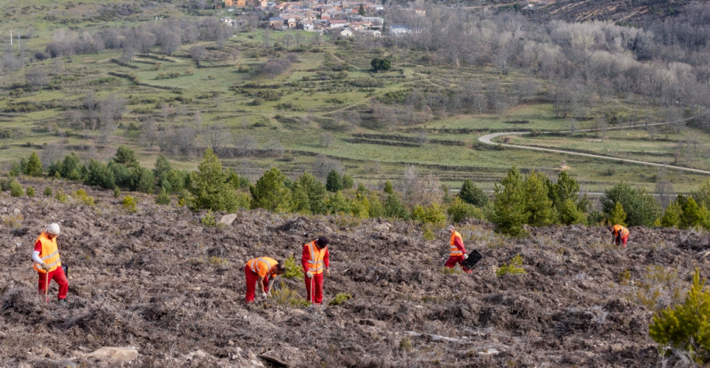 Varios trabajadores realizando tareas de reforestación en un valle