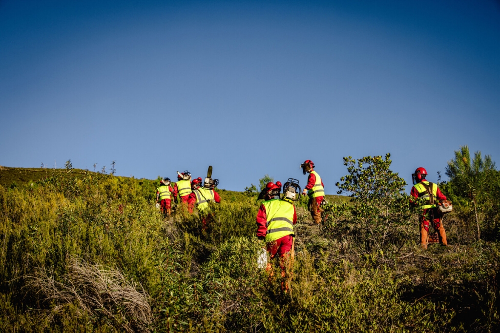 Varios trabajadores realizando tareas de reforestación en un valle