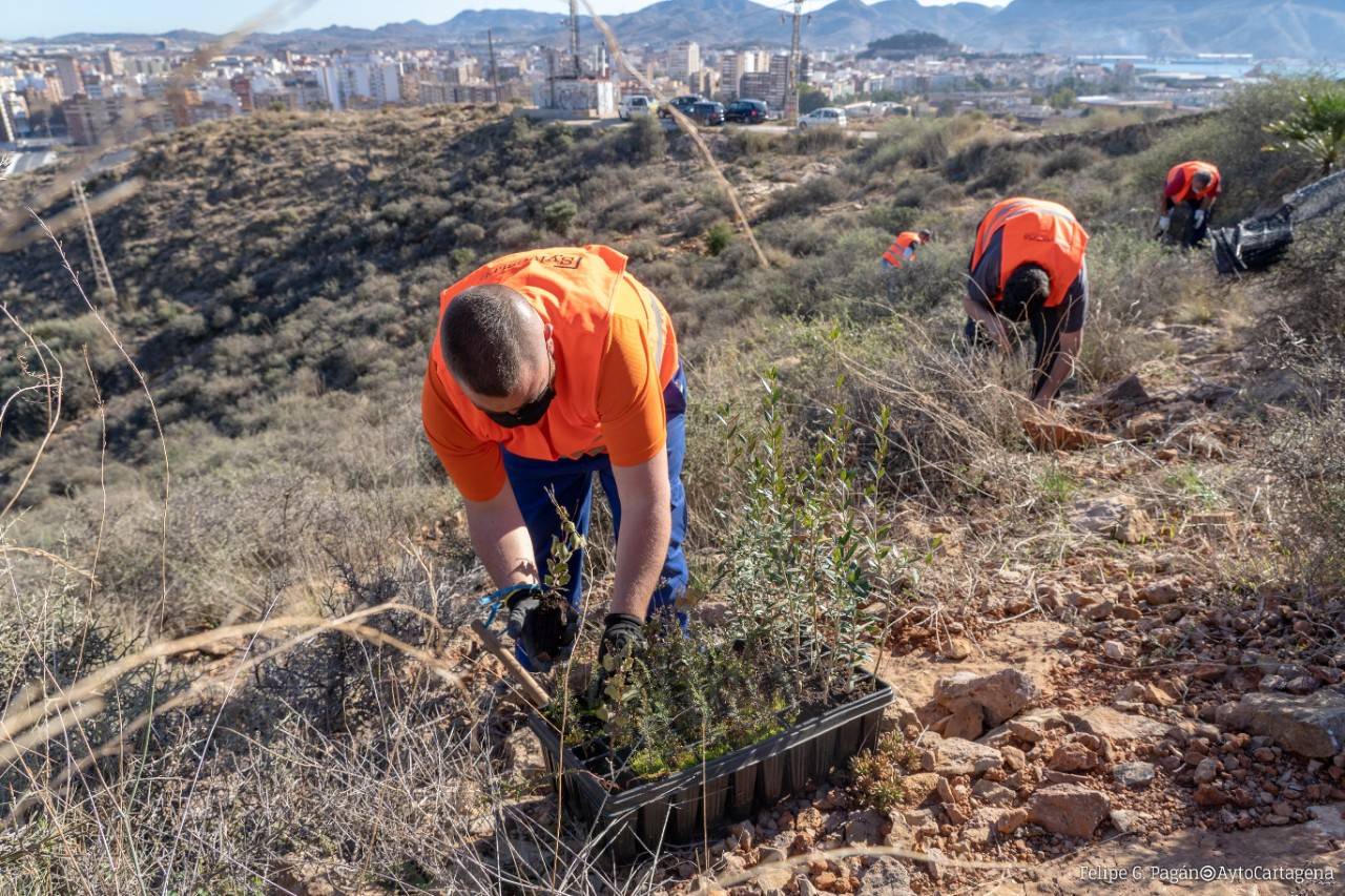 Workers carrying out the reforestation work promoted by Repsol Foundation and the Cartagena City Council.