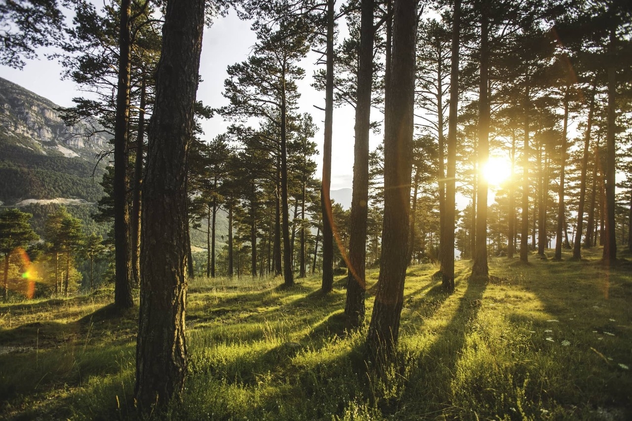 Soluciones basadas en la naturaleza para cumplir los objetivos climáticos