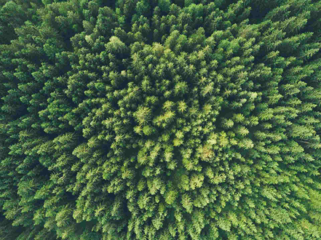 Treetops from the air in an aerial shot