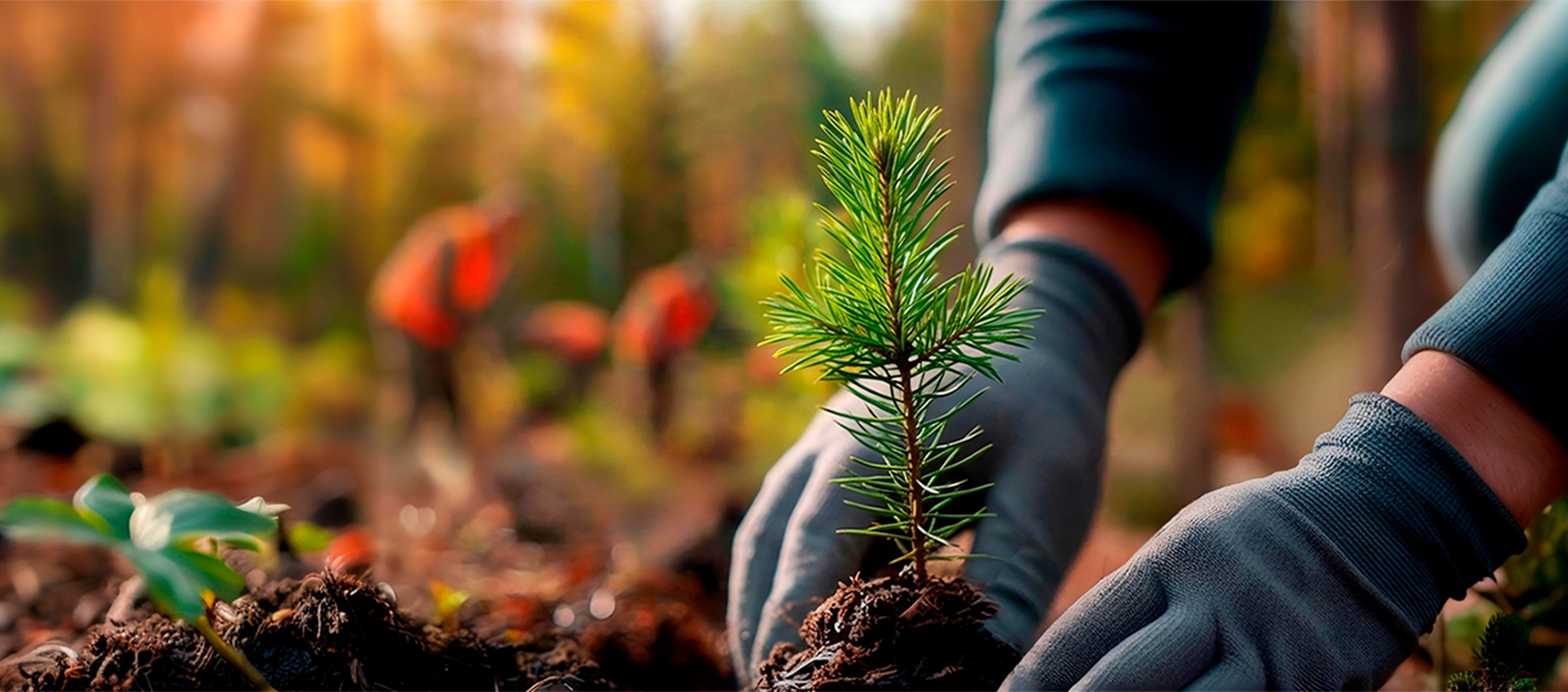 Persona plantando un árbol