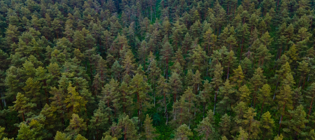 bosque