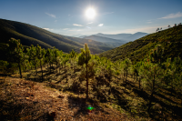 Hillside of a mountain with recently planted pine trees