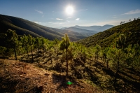 Ladera de una montaña con pinos recién plantados